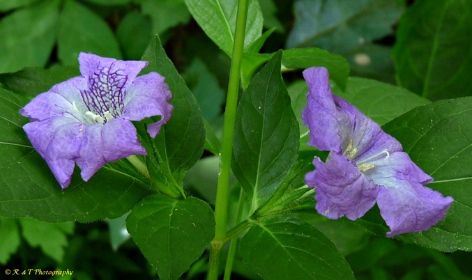 {Ruellia strepens}